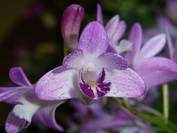 Den. kingianum 'Fluro King' x 'Chewbacca' 