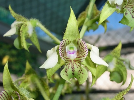 Den. macrophyllum 'Cape St George' 