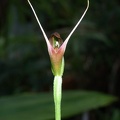 Pterostylis pedunculata 100_4906.JPG