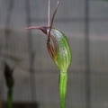 Pterostylis pedunculata