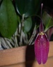 Rstp. sanguinea 'Walter'