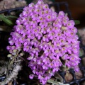 Schoenorchis fragrans 