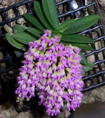 Schoenorchis fragrans