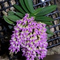 Schoenorchis fragrans 100_0012.JPG