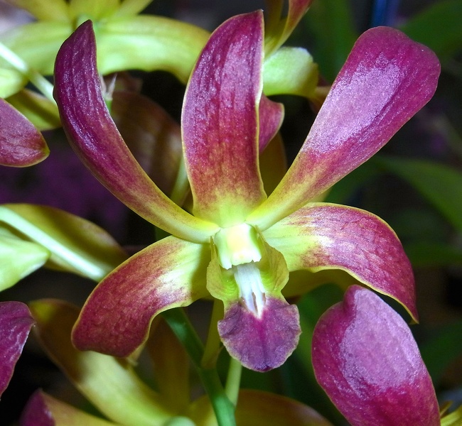 Den. C. K. Ai 'Oka' 100_0095.JPG