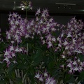 Den. Class 'Whitehall'  100_0352.JPG