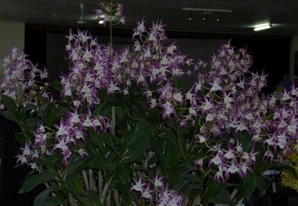 Den. Class 'Whitehall' 