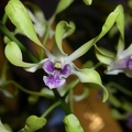 Den. Fran's Gem 'Green Jade'