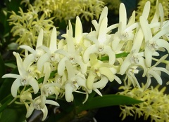 Den. speciosum (var. pedunculatum ‘Herberton’ x var. speciosum ‘Windermere’) x Den. speciosum var. pedunculatum (‘Red Face