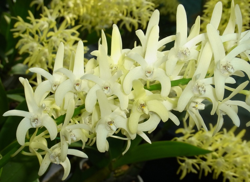 Den. speciosum (var. pedunculatum ‘Herberton’ x var. speciosum ‘Windermere’) x Den. speciosum var. pedunculatum (‘Red Fac~1.JPG