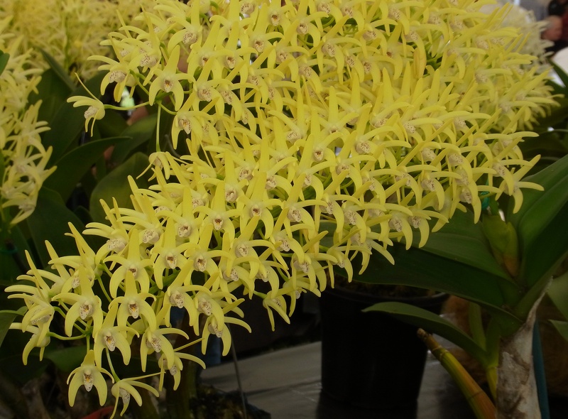 Den. speciosum var. curvicaule ‘Bee Creek’ 100_0415.JPG