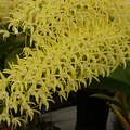 Den. speciosum var. curvicaule ‘Bee Creek’