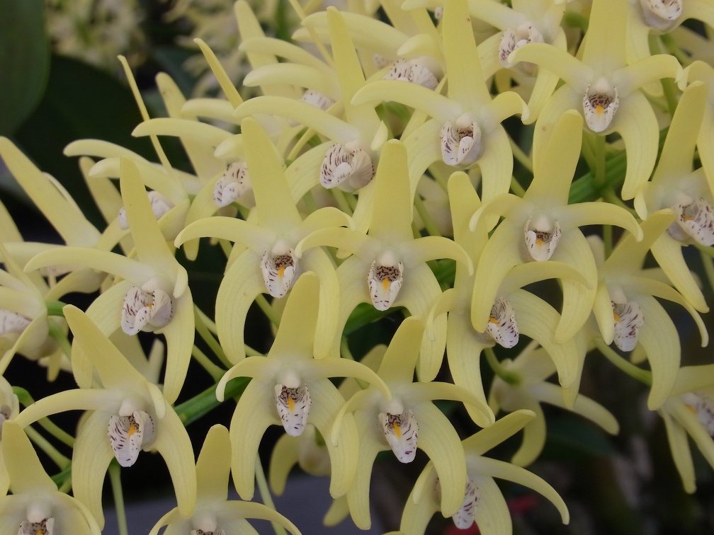 Den. speciosum var. curvicaule ‘Bee Creek’