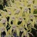 Den. speciosum var. curvicaule ‘Bee Creek’