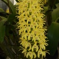 Den. speciosum var. curvicaule ‘Bee Creek’ x Den. speciosum var. curvicaule ‘Daylight Moon’