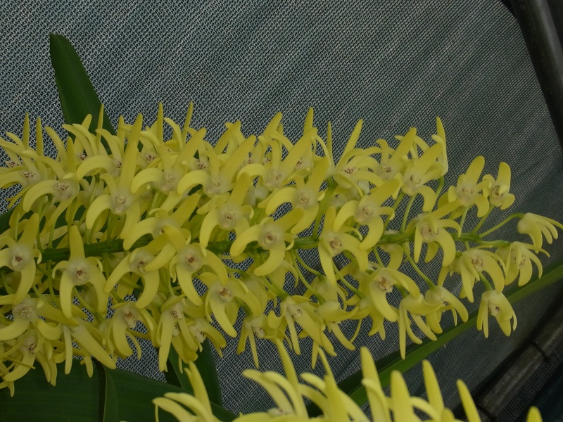 Den. speciosum var. curvicaule ‘Blake’ 100_0181.JPG