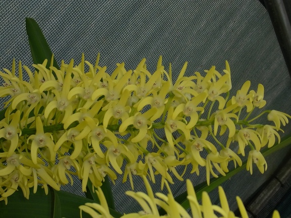 Den. speciosum var. curvicaule ‘Blake’