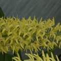 Den. speciosum var. curvicaule ‘Blake’