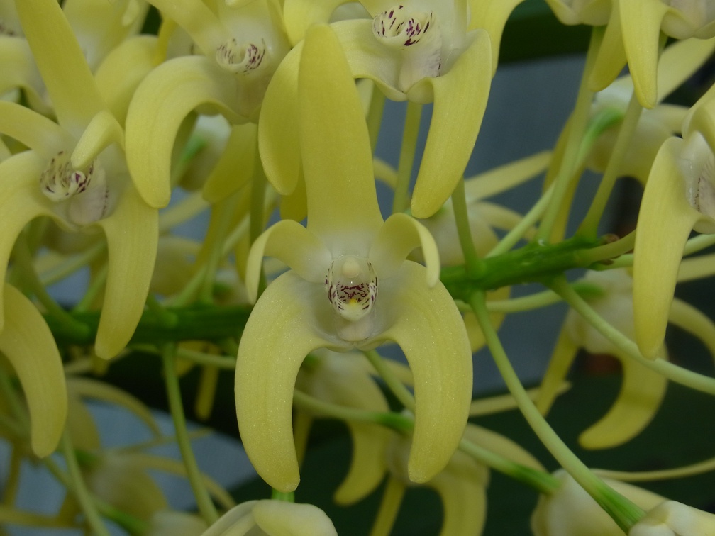 Den. speciosum var. curvicaule ‘Blake’