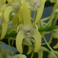 Den. speciosum var. curvicaule ‘Blake’