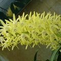 Den. speciosum var. curvicaule ‘Daylight Moon’ x Den. speciosum var. curvicaule ‘Dave's Gold'