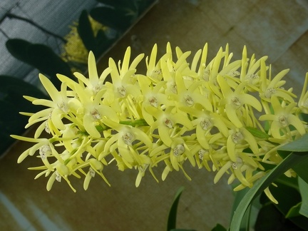 Den. speciosum var. curvicaule ‘Daylight Moon’ x Den. speciosum var. curvicaule ‘Dave's Gold'