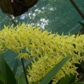 Den. speciosum var. curvicaule ‘Daylight Moon’ x Den. speciosum var. curvicaule ‘Misty Mountain’