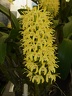 Den. speciosum var. curvicaule ‘Bee Creek’ x Den. speciosum var. curvicaule ‘Daylight Moon’