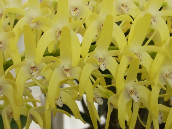 Den. speciosum var. curvicaule ‘Palmerston Mist Debbie Ann’