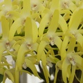 Den. speciosum var. curvicaule ‘Palmerston Mist Debbie Ann’