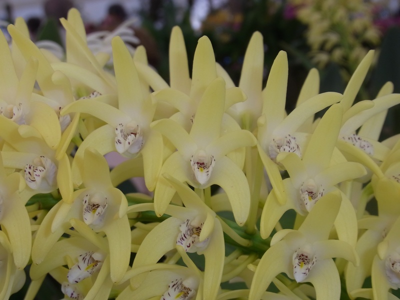 Den. speciosum var. curvicaule ‘Palmerston Mist Ted’