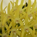 Den. speciosum var. speciosum ‘Windermere’ x Den. speciosum var. curvicaule ‘Ted’