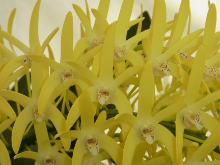 Den. speciosum var. speciosum ‘Windermere’ x Den. speciosum var. curvicaule ‘Ted’