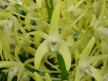 Den. speciosum var. speciosum ‘Windermere’ x Den. speciosum var. curvicaule ‘Ted’