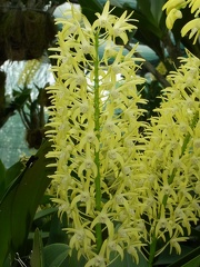 Den. speciosum var. speciosum ‘Windermere’ x Den. speciosum var. curvicaule ‘Ted’