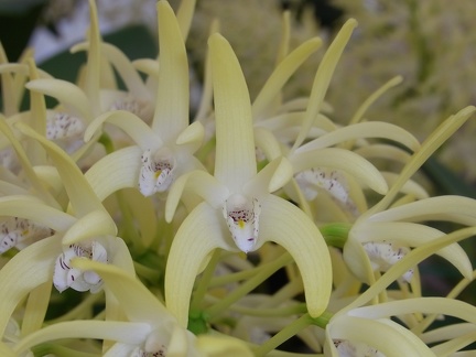 Den. speciosum var. speciosum ‘Windermere’