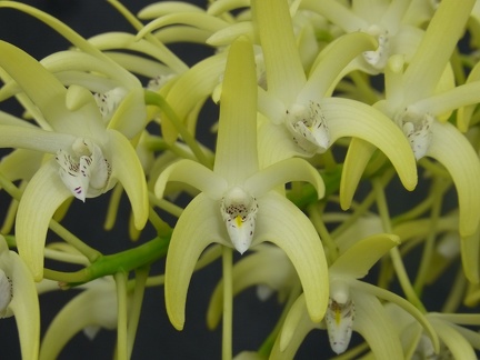 Den. speciosum var. speciosum ‘Windermere’