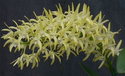 Den. speciosum var. speciosum ‘Windermere’