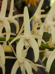 Den. speciosum var. speciosum ‘The Eye’ x Den. speciosum var. speciosum ‘Kate’s Special’