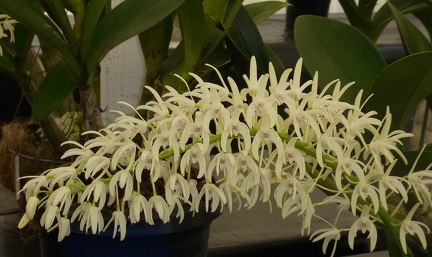 Den. speciosum var. speciosum ‘Neil’s Choice’