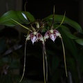 Den. tetragonum  var. gigantum 100_0156.JPG