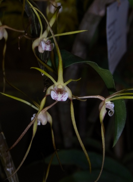 Den. tetragonum 100_0599.JPG