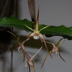 var. tetragonum