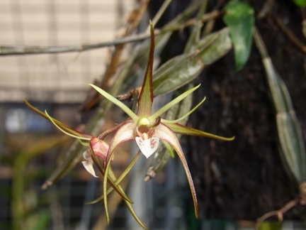 Den. tetragonum var tetragonum