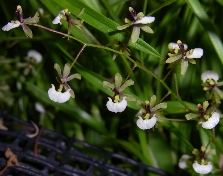 Orpha. radicans