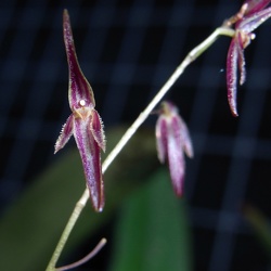 stricta