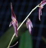 Pths. stricta