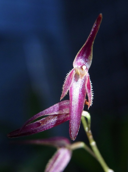 Pths. stricta