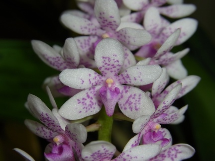 Srts. Toowoomba Sparkle 'Coconut Ice'