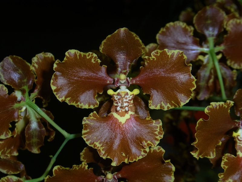 Onc. forbesii 100_0076.JPG